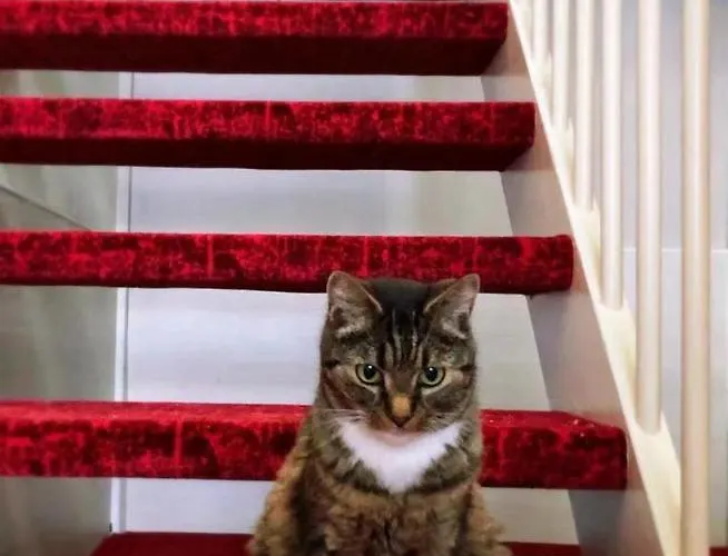 Downtown Hotell Amsterdam